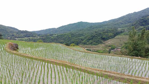 石門嵩山梯田 07.jpg