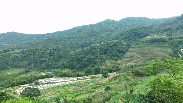 石門嵩山梯田 08.jpg