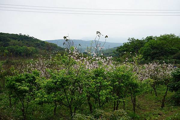 三生步道 24.jpg