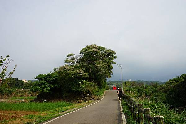 櫻花自行車道 04.jpg