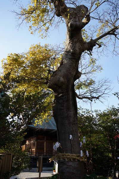 211 須衛都久神社 11.jpg