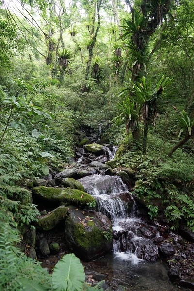 聖母登山步道 42.jpg