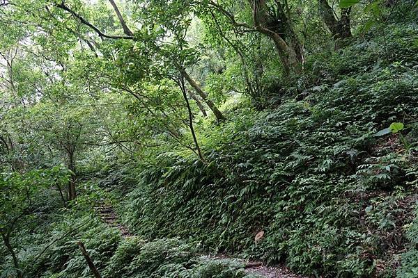 聖母登山步道 46.jpg