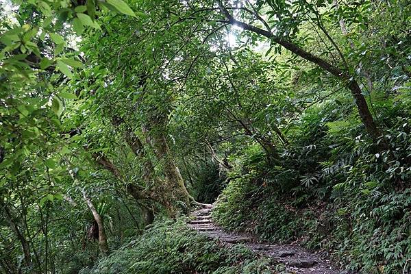 聖母登山步道 45.jpg