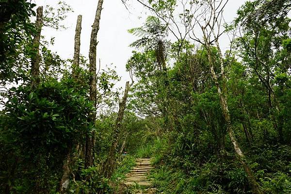 聖母登山步道 48.jpg