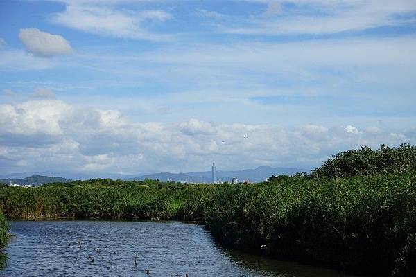 關渡自然公園 20.jpg