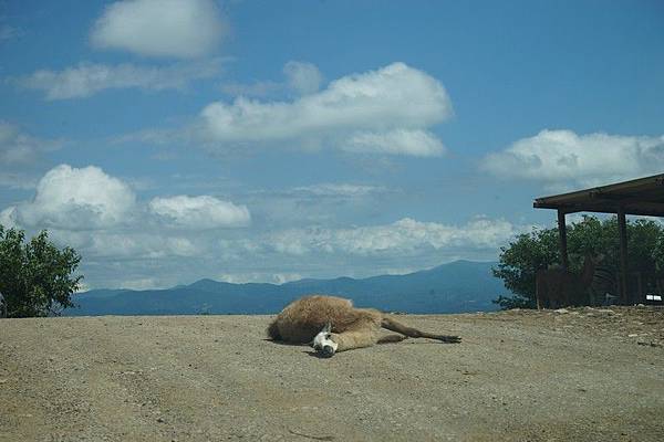 D06 東北野生動物園 17.jpg