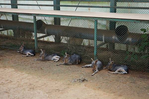 D06 東北野生動物園 45.jpg