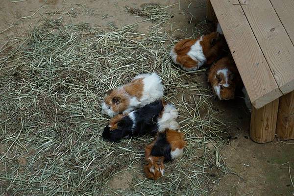 D06 東北野生動物園 44.jpg