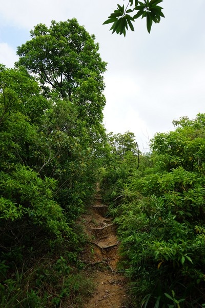 軍艦岩親山步道 18.jpg