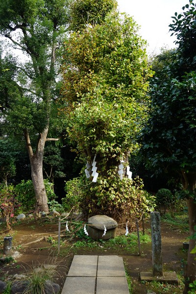 C14 江島神社奧津宮 15.jpg