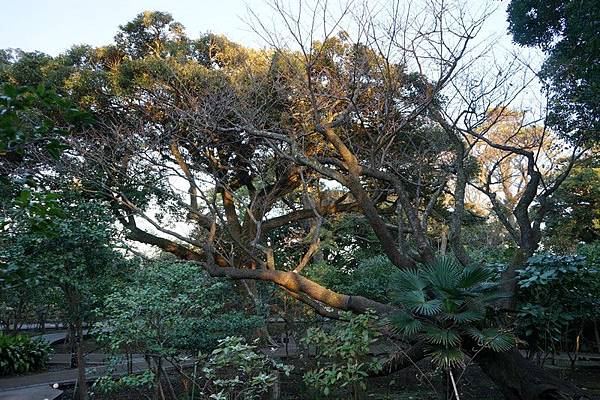 C16 江之島塞繆爾科金植物園 21.jpg