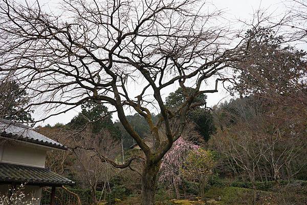 E14 常寂光寺 18.jpg