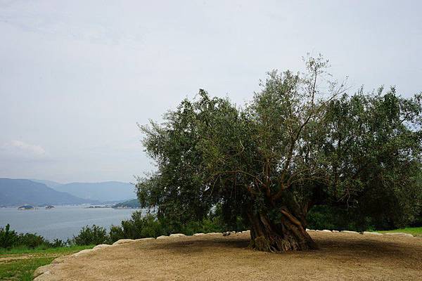 B20 千年橄欖樹 11.jpg