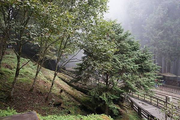 阿里山林鐵神木車站 14.jpg