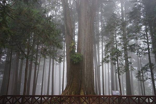 阿里山神社遺址 01.jpg