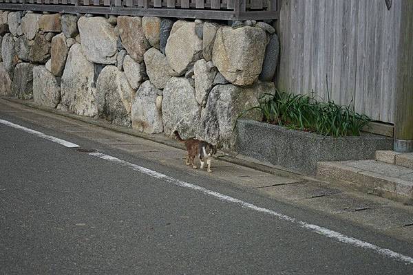 日本（8-2） - 福岡，志賀島