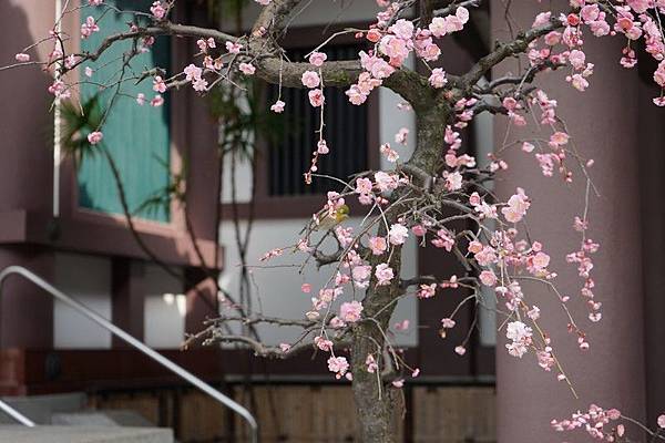 D06 博多東長寺 09.jpg