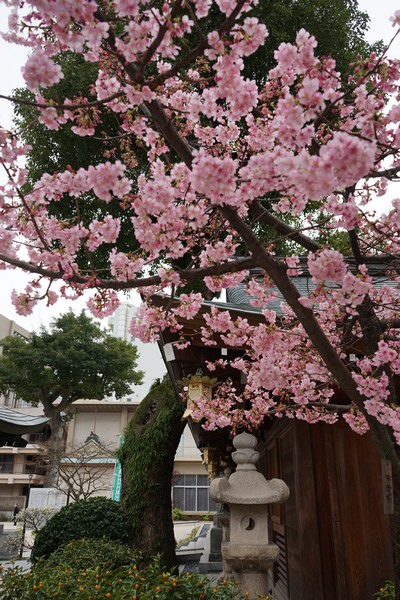 D04 櫛田神社 36.jpg