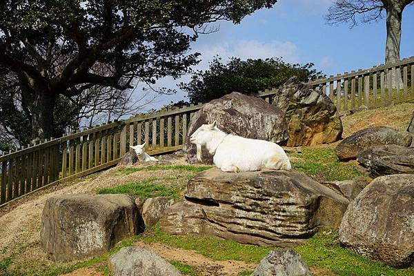 E13 能古島海島公園 - 迷你動物園 05.jpg