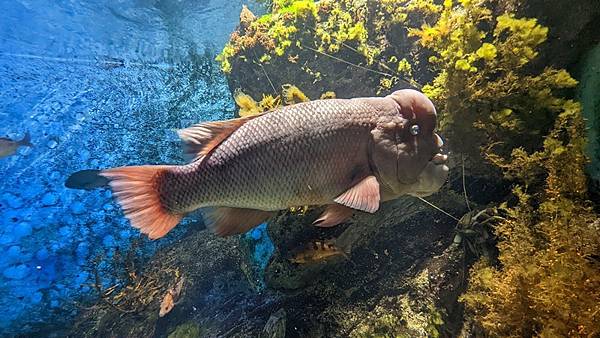 E17 新潟市水族館 マリンピア日本海 51.jpg