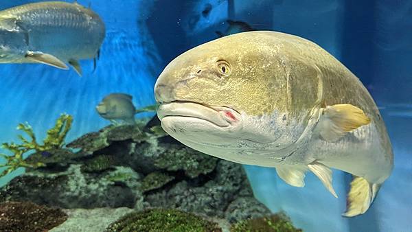 E17 新潟市水族館 マリンピア日本海 70.jpg