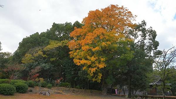 C06 水前寺成趣園 39.jpg