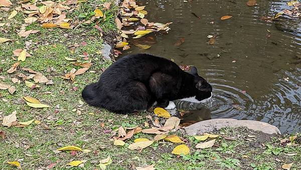 C15 水前寺江津湖公園 51.jpg