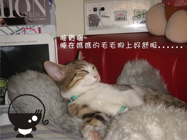 喵兒子睡覺前的新症狀 喵兒子睡覺前的新症狀