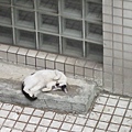 A sleepy cat on the balcony
