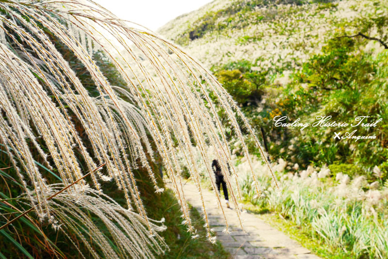 廖西瓜＠2014東北角草嶺古道芒花季11