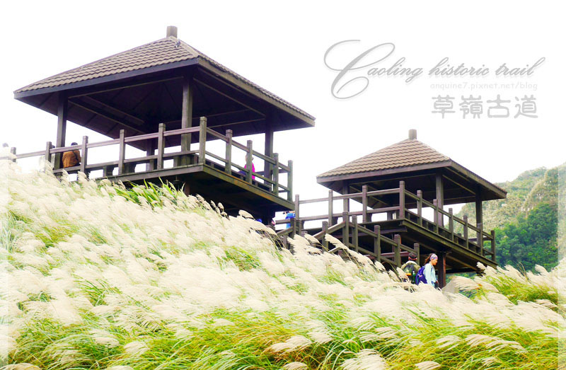 廖西瓜@2014東北角草嶺古道芒花季封面 廖西瓜@2014東北角草嶺古道芒花季封面