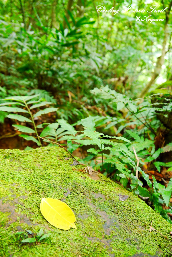 廖西瓜＠2014東北角草嶺古道芒花季5