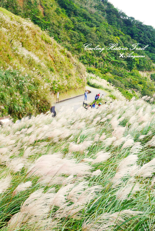 廖西瓜＠2014東北角草嶺古道芒花季24