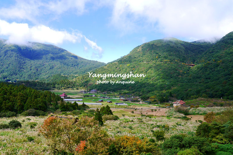 廖西瓜＠陽明山擎天崗夢幻湖牛奶湖冷水坑落雨松1