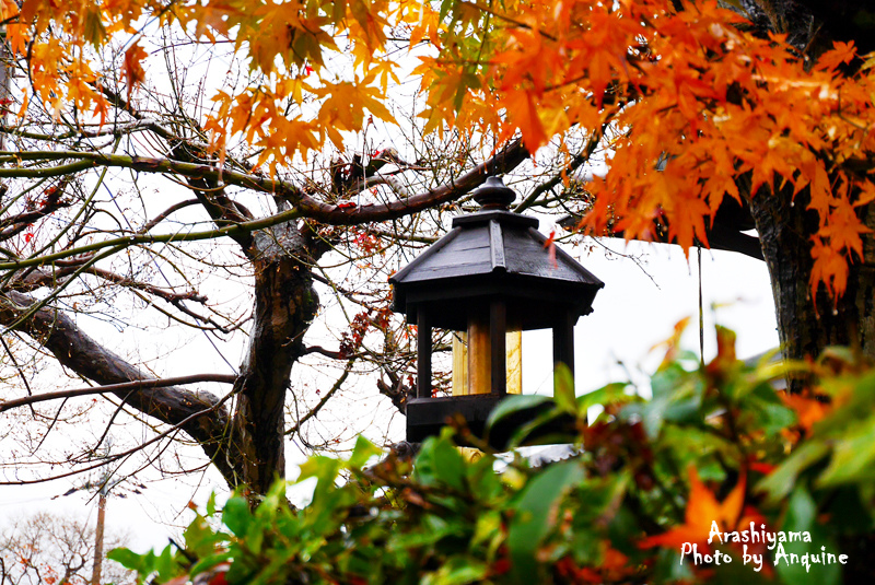 廖西瓜＠日本京奈自由行嵐山渡月橋清涼寺嵐電紅葉23