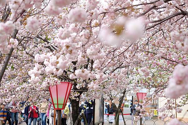 大阪櫻花 大阪造幣局博物館 1年限定7天 百種粉嫩櫻花大怒放 更新 波比看世界 痞客邦