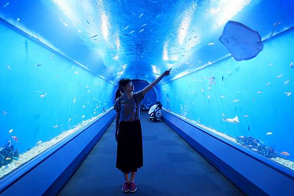 大阪 海遊館 門票優惠 交通美食 海豹企鵝鯨鯊 觸摸魟魚必看彙整 波比看世界 痞客邦 大阪 海遊館 門票優惠 交通美食 海豹企鵝鯨鯊 觸摸魟魚必看彙整 波比看世界 痞客邦