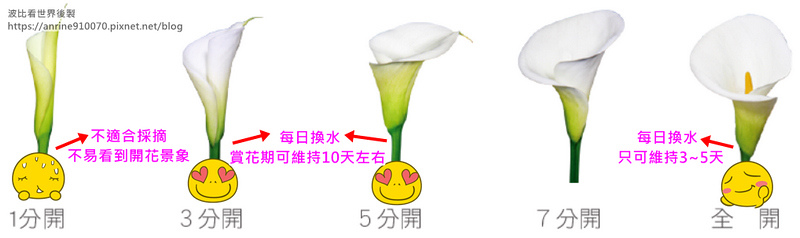陽明山海芋繡球花季21 交通時間 5家竹子湖海芋園 餐廳推薦一日遊 波比看世界 痞客邦 陽明山海芋繡球花季21 交通時間 5家竹子湖海芋園 餐廳推薦一日遊 波比看世界 痞客邦