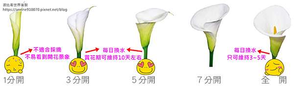 陽明山海芋繡球花季21 交通時間 5家竹子湖海芋園 餐廳推薦一日遊 波比看世界 痞客邦