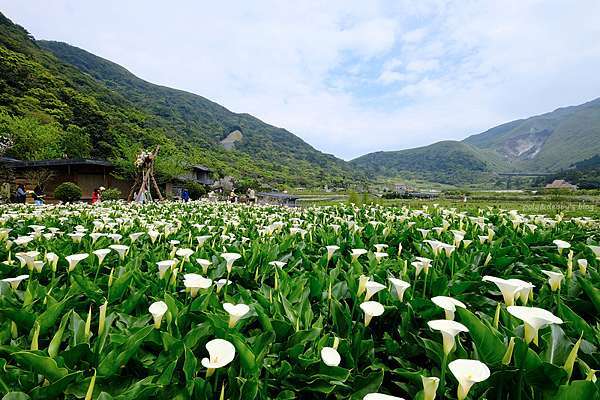 陽明山海芋繡球花季21 交通時間 5家竹子湖海芋園 餐廳推薦一日遊 波比看世界 痞客邦 陽明山海芋繡球花季21 交通時間 5家竹子湖海芋園 餐廳推薦一日遊 波比看世界 痞客邦
