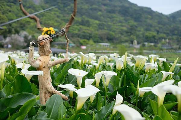 陽明山海芋繡球花季21 交通時間 5家竹子湖海芋園 餐廳推薦一日遊 波比看世界 痞客邦 陽明山海芋繡球花季21 交通時間 5家竹子湖海芋園 餐廳推薦一日遊 波比看世界 痞客邦