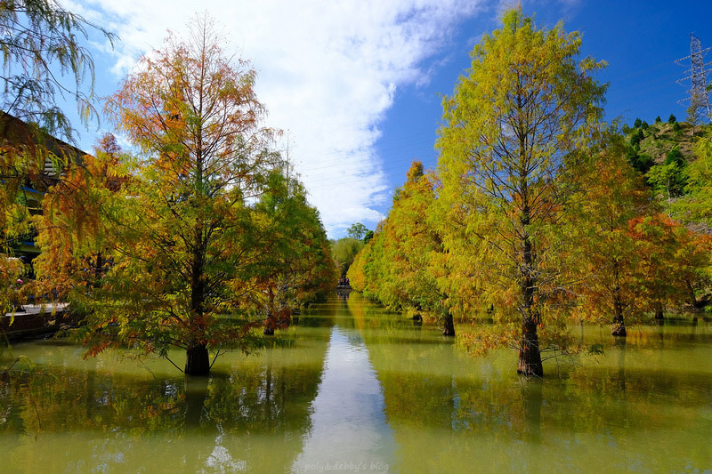 苗栗 三灣落羽松秘境莊園 美翻天 交通怎麼去 季節時間很重要 波比看世界 痞客邦