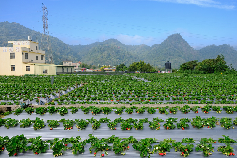 21苗栗大湖草莓季推薦 6家超人氣大湖採草莓草莓園農場 價格一日遊 波比看世界 痞客邦