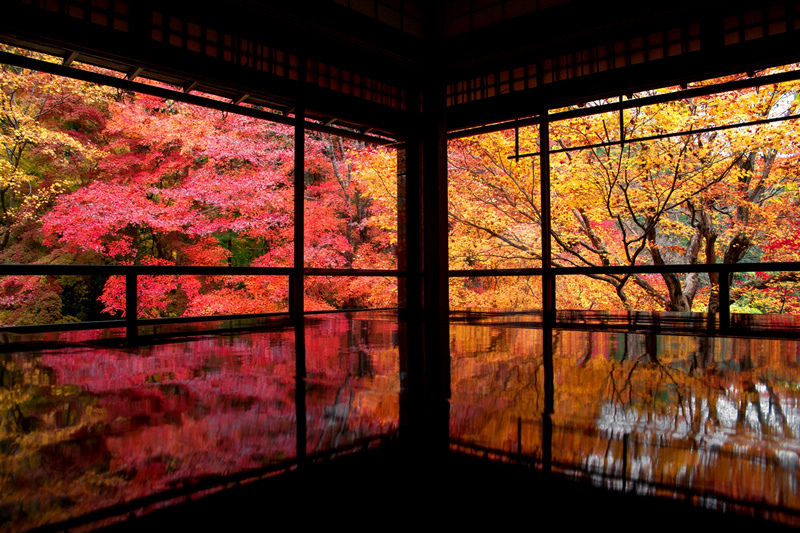 【京都瑠璃光院2023】一年開放三次！琉璃光院預約、開放時間