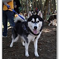 Run with Husky (27).jpg