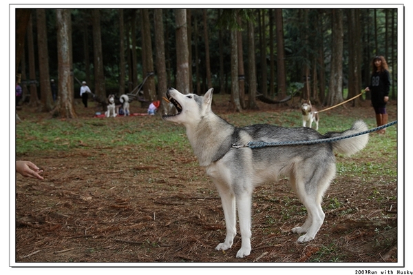 Run with Husky (52).jpg