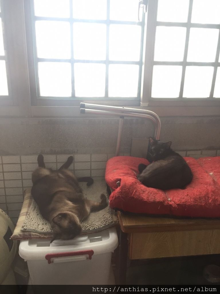 20170703 貓貓中年_170822_0012.jpg 20170703 貓貓中年_170822_0012.jpg