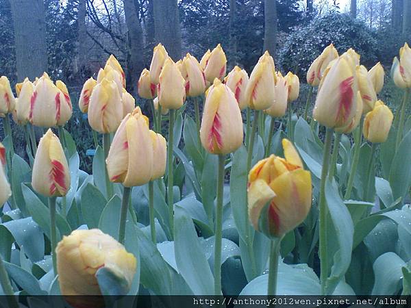 Keukenhof2008 (20)