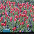 Keukenhof2008 (23)